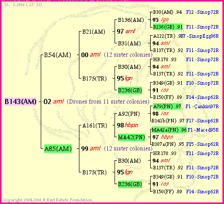 Pedigree of B143(AM) :
four generations presented<br />it's temporarily unavailable, sorry!