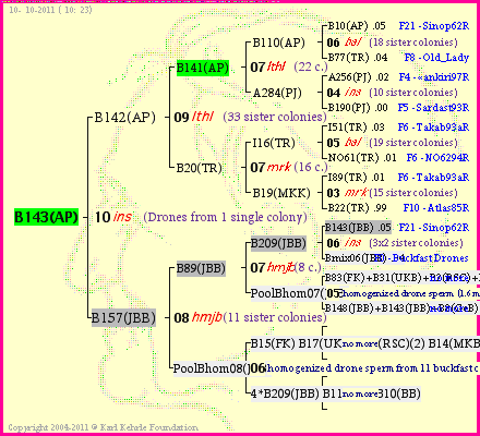 Pedigree of B143(AP) :
four generations presented