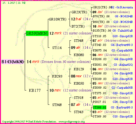 Pedigree of B143(MKN) :
four generations presented