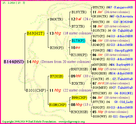 Pedigree of B144(HST) :
four generations presented