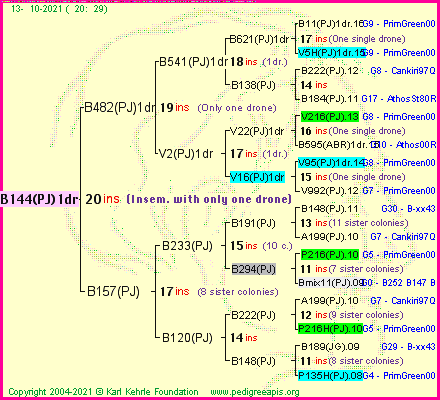 Pedigree of B144(PJ)1dr :
four generations presented
it's temporarily unavailable, sorry!