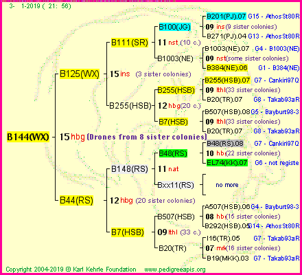 Pedigree of B144(WX) :
four generations presented<br />it's temporarily unavailable, sorry!