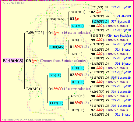 Pedigree of B146(HGS) :
four generations presented