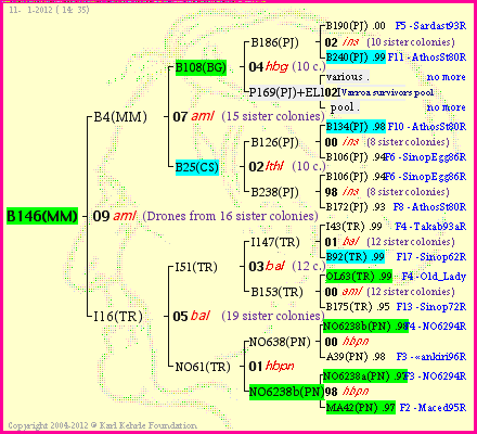 Pedigree of B146(MM) :
four generations presented