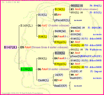 Pedigree of B147(JL) :
four generations presented