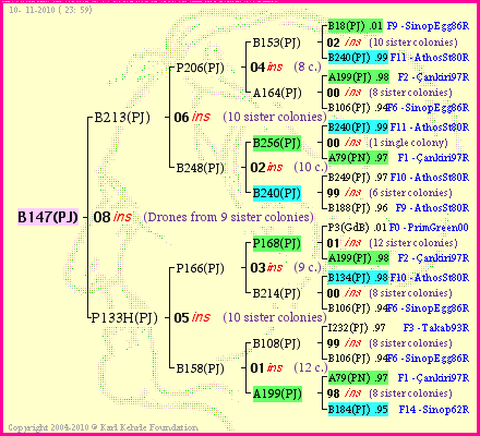 Pedigree of B147(PJ) :
four generations presented