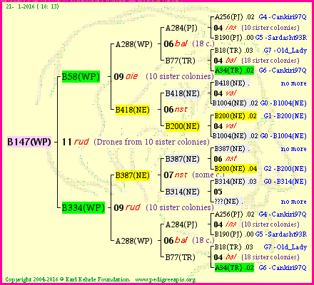 Pedigree of B147(WP) :
four generations presented