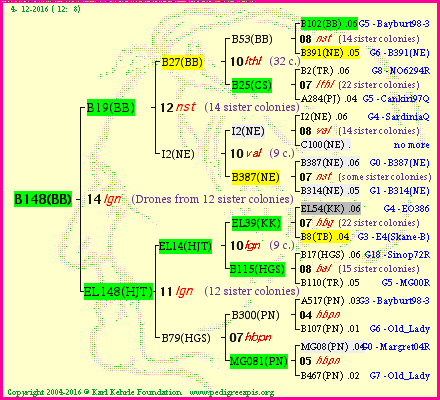 Pedigree of B148(BB) :
four generations presented