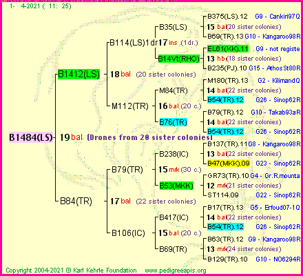 Pedigree of B1484(LS) :
four generations presented
it's temporarily unavailable, sorry!