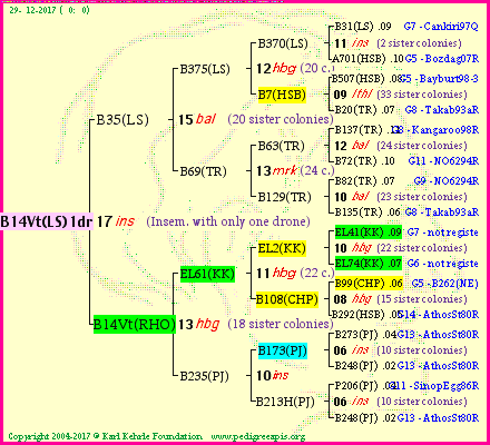 Pedigree of B14Vt(LS)1dr :
four generations presented