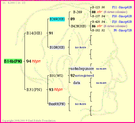 Pedigree of B14b(PN) :
four generations presented