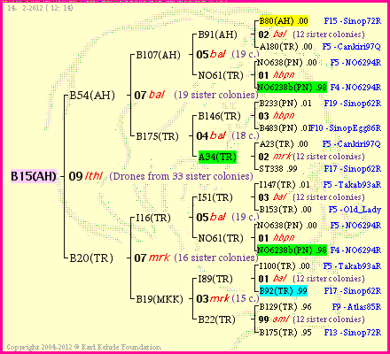 Pedigree of B15(AH) :
four generations presented