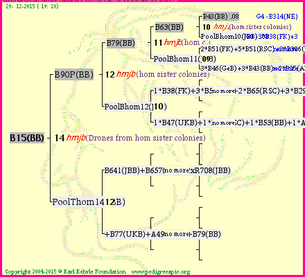 Pedigree of B15(BB) :
four generations presented