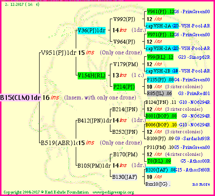 Pedigree of B15(CLM)1dr :
four generations presented