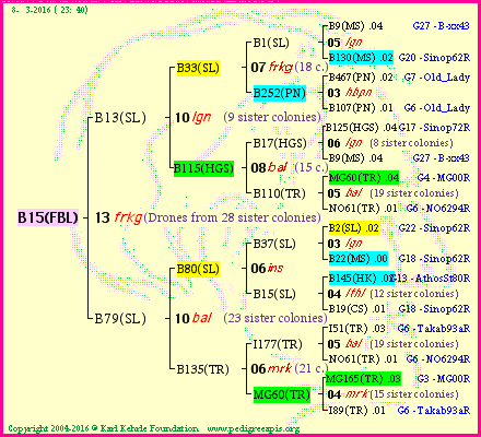 Pedigree of B15(FBL) :
four generations presented