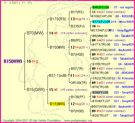 Pedigree of B15(HIW) :
four generations presented
it's temporarily unavailable, sorry!