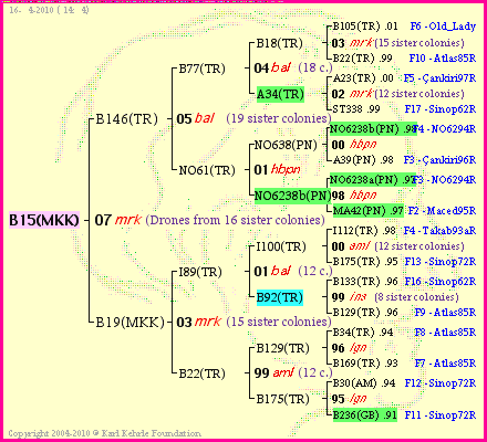 Pedigree of B15(MKK) :
four generations presented