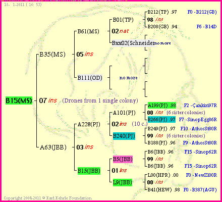 Pedigree of B15(MS) :
four generations presented