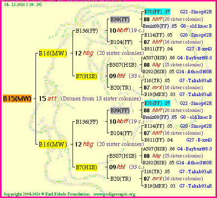 Pedigree of B15(MW) :
four generations presented