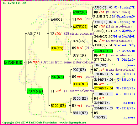 Pedigree of B15(RKR) :
four generations presented