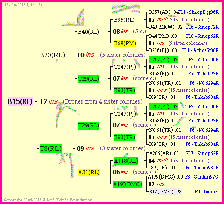 Pedigree of B15(RL) :
four generations presented