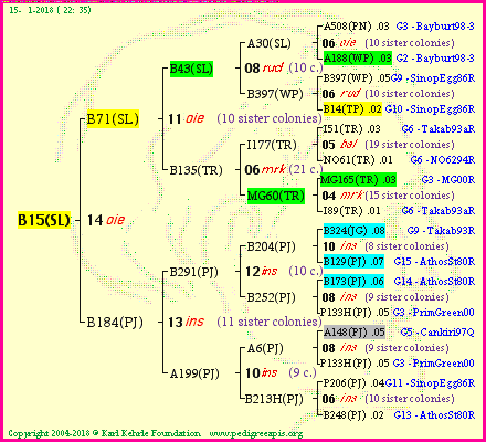 Pedigree of B15(SL) :
four generations presented