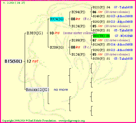 Pedigree of B15(SOL) :
four generations presented