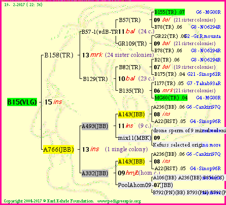 Pedigree of B15(VLG) :
four generations presented