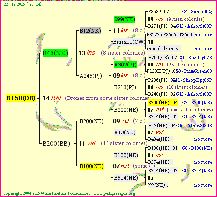 Pedigree of B150(DB) :
four generations presented