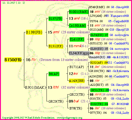 Pedigree of B150(FB) :
four generations presented