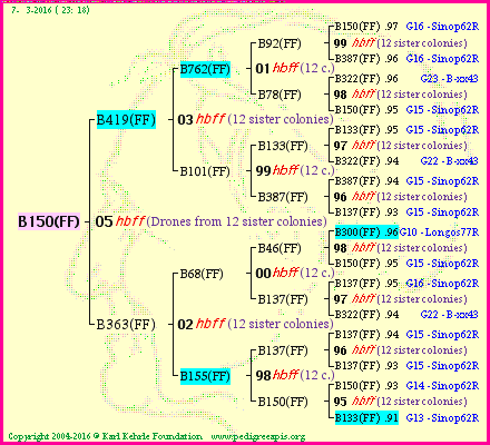 Pedigree of B150(FF) :
four generations presented