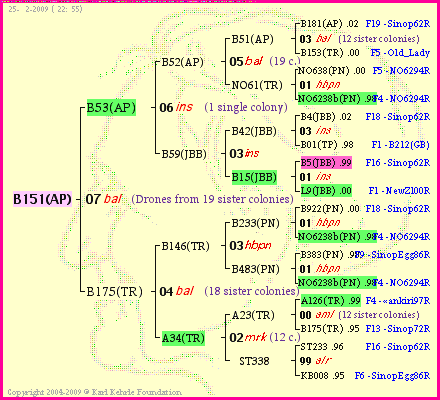 Pedigree of B151(AP) :
four generations presented