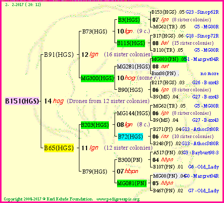 Pedigree of B151(HGS) :
four generations presented