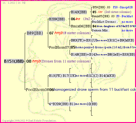 Pedigree of B151(JBB) :
four generations presented