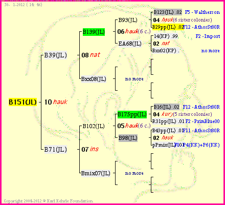 Pedigree of B151(JL) :
four generations presented