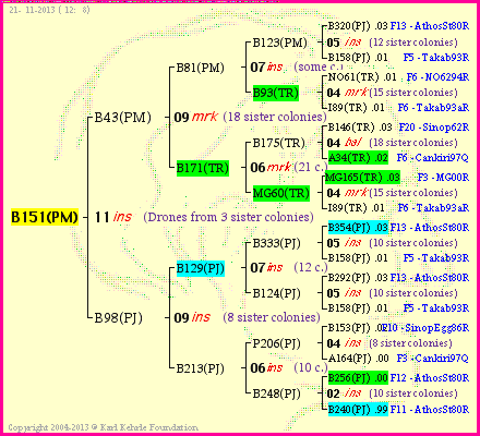 Pedigree of B151(PM) :
four generations presented