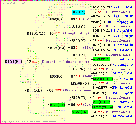 Pedigree of B151(RL) :
four generations presented