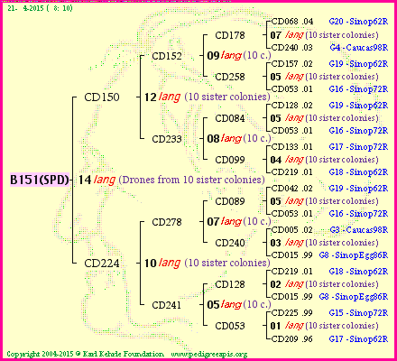 Pedigree of B151(SPD) :
four generations presented