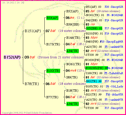 Pedigree of B152(AP) :
four generations presented