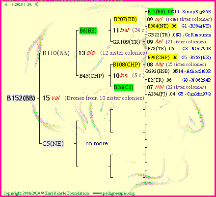 Pedigree of B152(BB) :
four generations presented