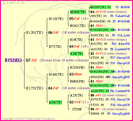 Pedigree of B152(EL) :
four generations presented