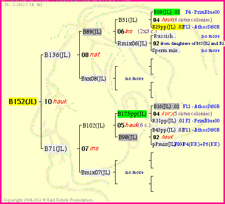 Pedigree of B152(JL) :
four generations presented