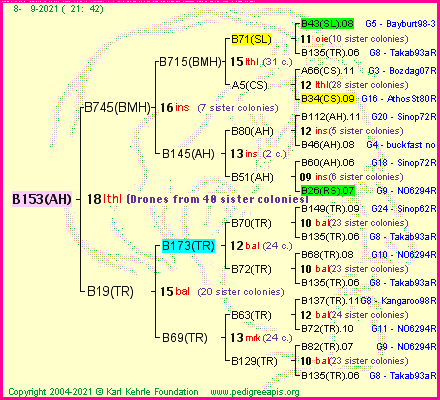 Pedigree of B153(AH) :
four generations presented
it's temporarily unavailable, sorry!