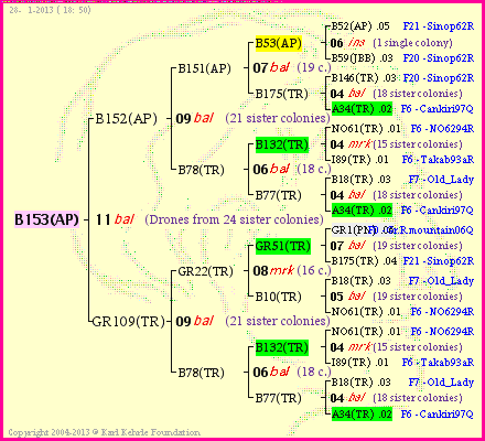 Pedigree of B153(AP) :
four generations presented