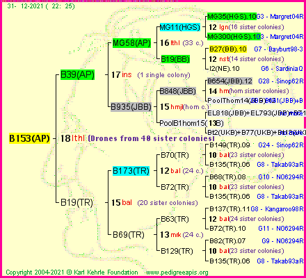 Pedigree of B153(AP) :
four generations presented
it's temporarily unavailable, sorry!