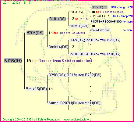 Pedigree of B153(DS) :
four generations presented<br />it's temporarily unavailable, sorry!