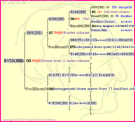 Pedigree of B153(JBB) :
four generations presented