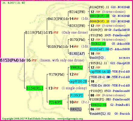 Pedigree of B153(PM)1dr :
four generations presented