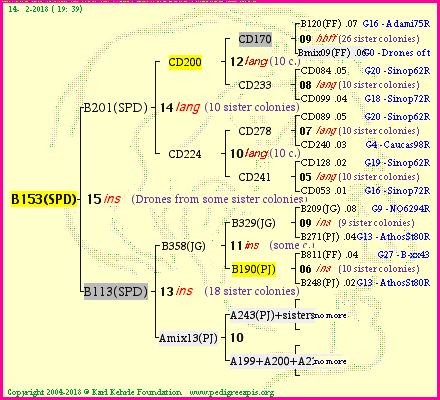 Pedigree of B153(SPD) :
four generations presented