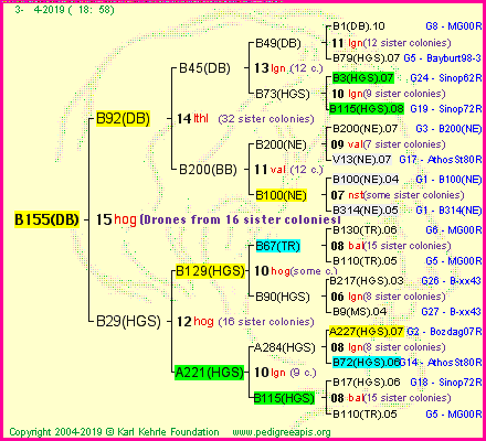 Pedigree of B155(DB) :
four generations presented<br />it's temporarily unavailable, sorry!